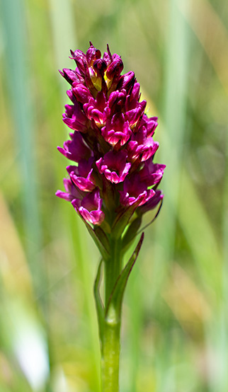 Nigritella rhellicani x Pseudorchis albida 