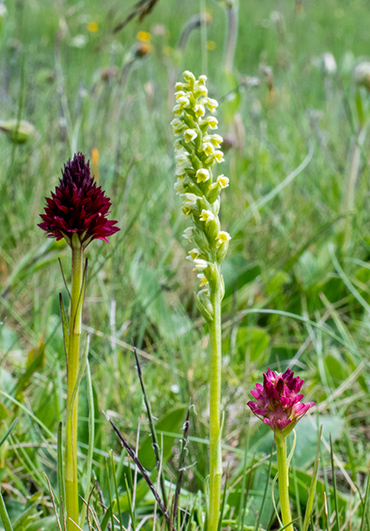 nigritella pseudorchis 5