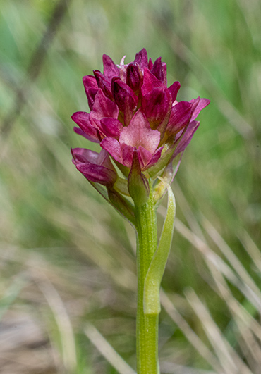 nigritella pseudorchis 6