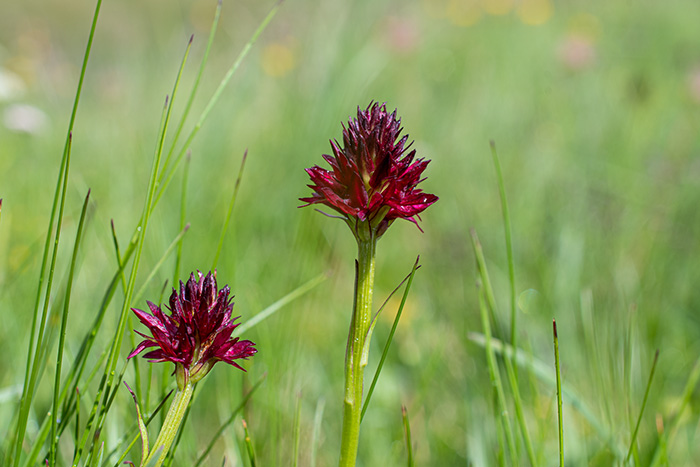 nigritella rhellicani 1