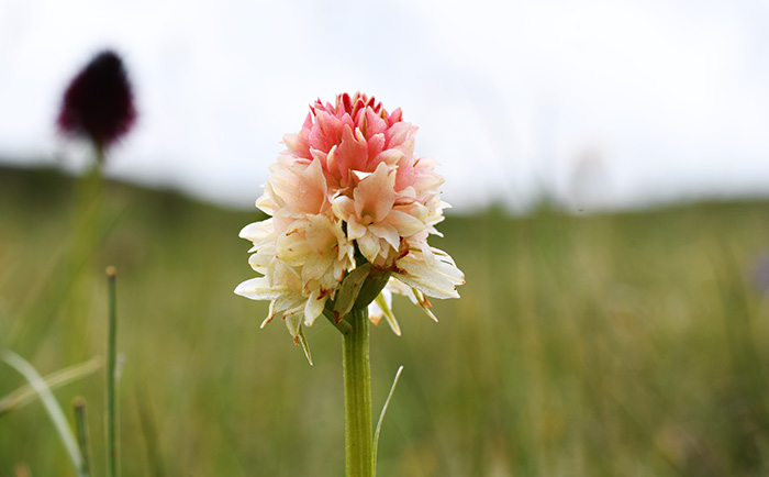 nigritella rhellicani