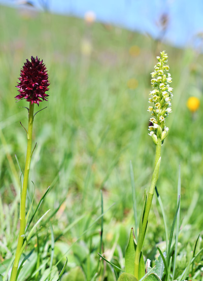 nigritella und pseudorchis