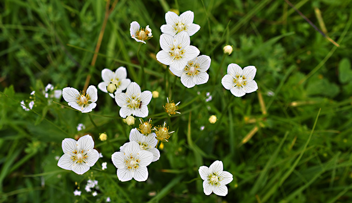 parnassia palustris