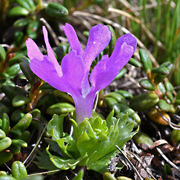 primula minima