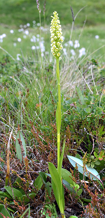 pseudorchis albida