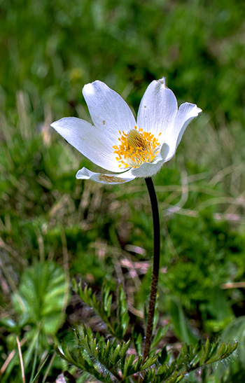 pulsatilla alpina