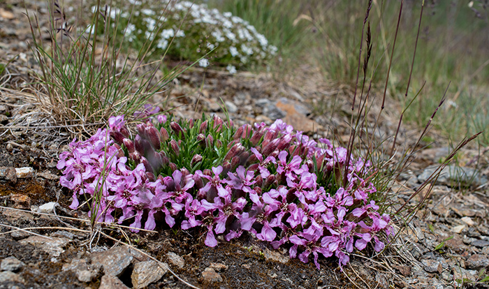 saponaria pumila