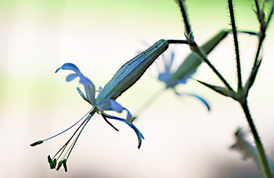 silene nutans