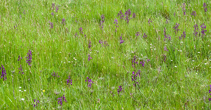 Anacamptis laxiflora