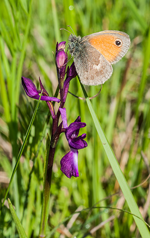 Anacamptis laxiflora mit Coenonympha pamphilus