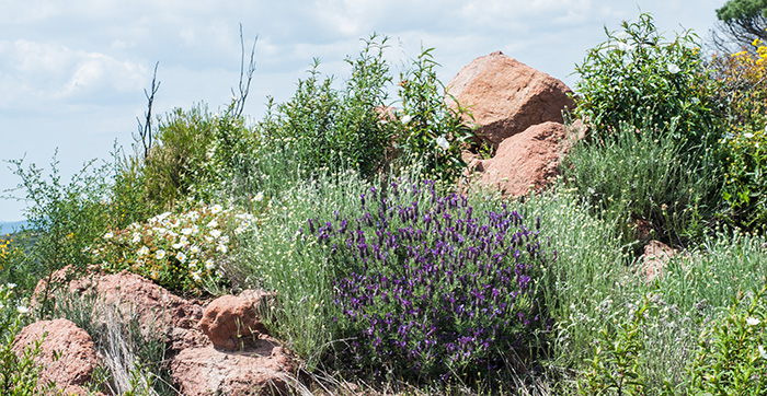 garrigue