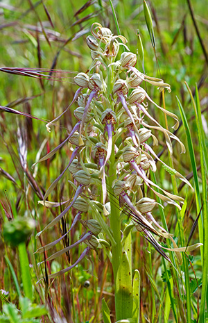 himantoglossum hircinum