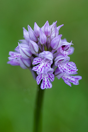 neotinea tridentata