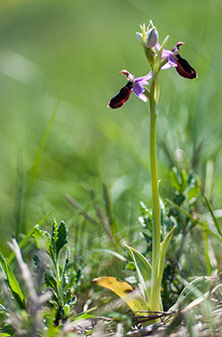 Ophrys bertolonii subsp. benacensis 
