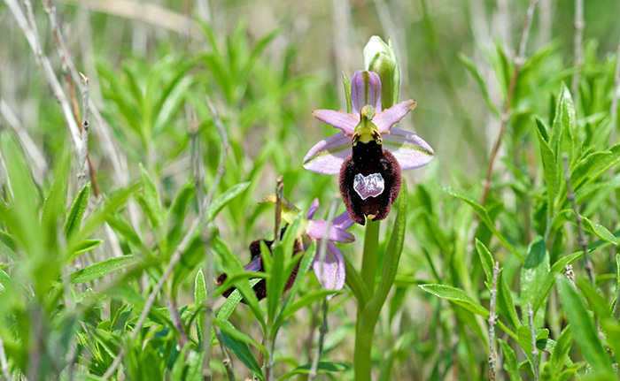 Ophrys bertolonii subsp. benacensis