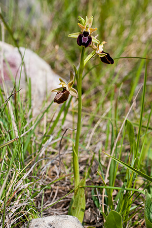 Ophrys bertolonii x sphegodes