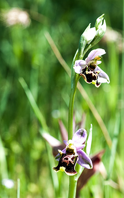 ophrys holoserica