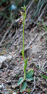 ophrys sphegodes provincialis