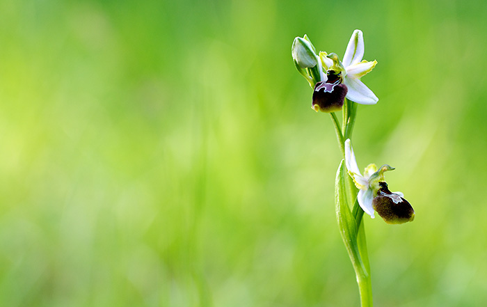 Ophrys splendida