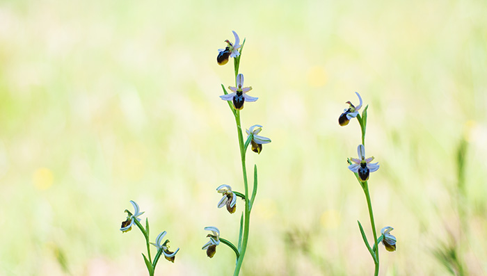 Ophrys splendida