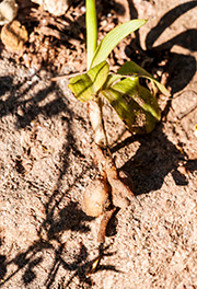 ophrys wurzel