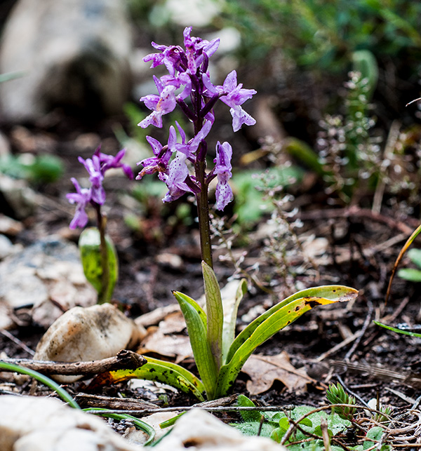 orchis olbiensis
