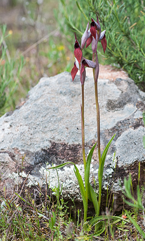 serapias olbia