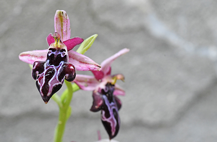 Ophrys beloniae 1