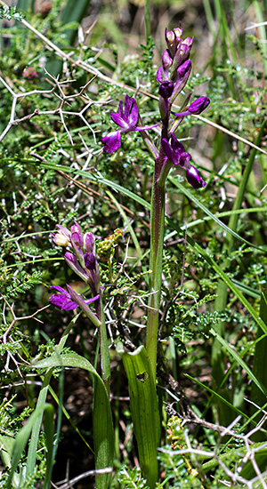 anacamptis laxiflora 1