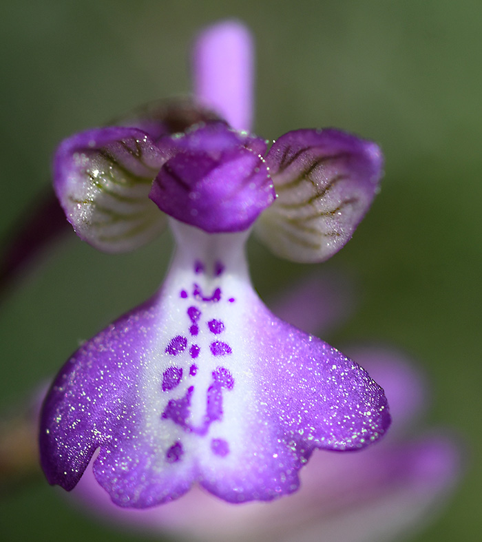 anacamptis morio