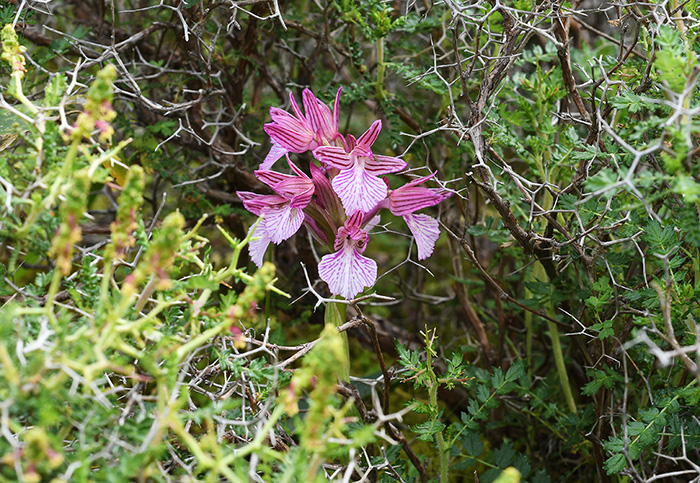 anacamptis papilionacea 1