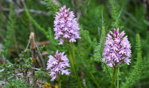 anacamptis pyramidalis 1