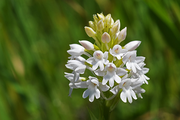 anacamptis pyramidalis 2