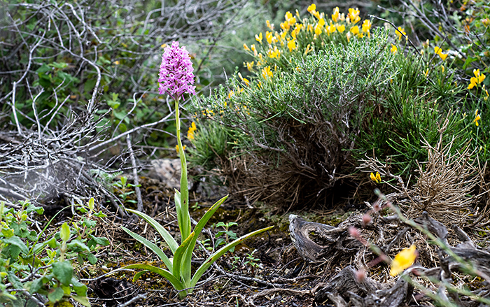 anacamptis pyramidalis 5