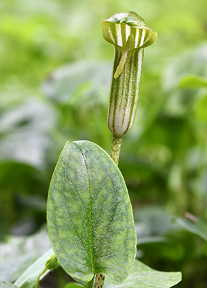 arisarum