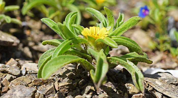 asteriscus aquaticus