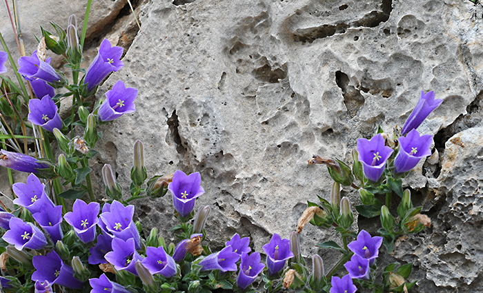 campanula hagielia