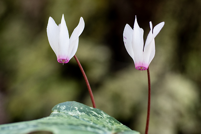 cyclamen