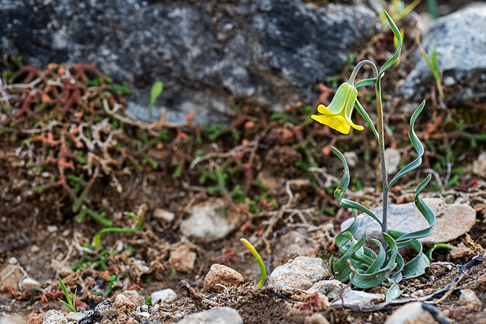 fritillaria rhodia