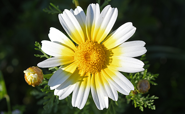 glebionis coronaria