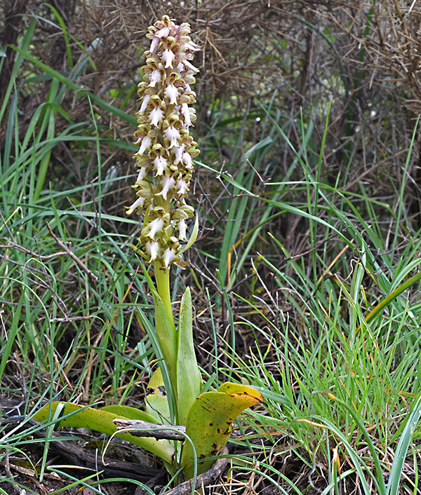 himantoglossum robertianum 1