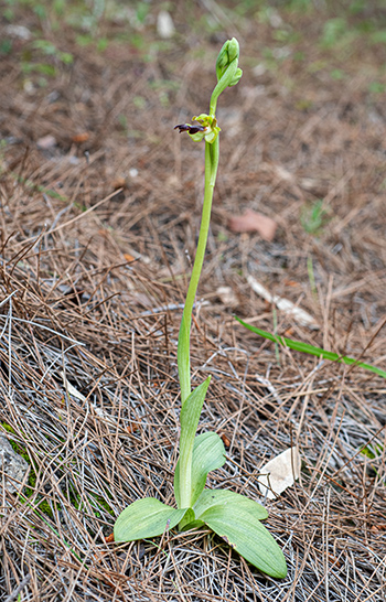 ophrys attaviria 1