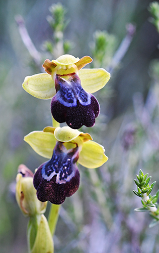 ophrys attaviria 3