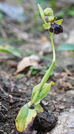 ophrys attaviria 5