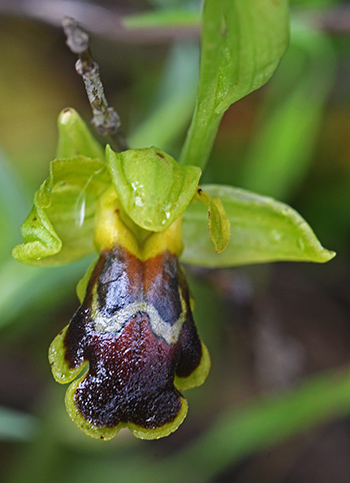 ophrys blitopertha