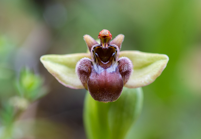 ophrys bombyliflora