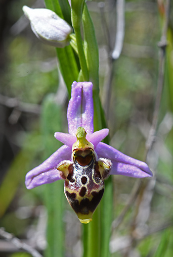 ophrys calypsus 1
