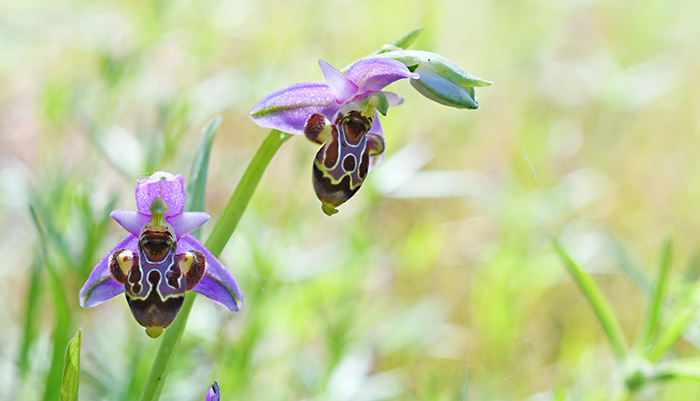 ophrys calypsus 3