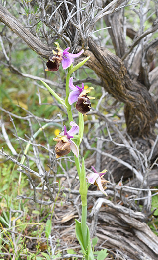 ophrys candica 1