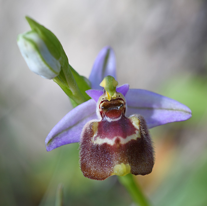 ophrys candica 3